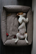 Cama premium minimalista para mascota