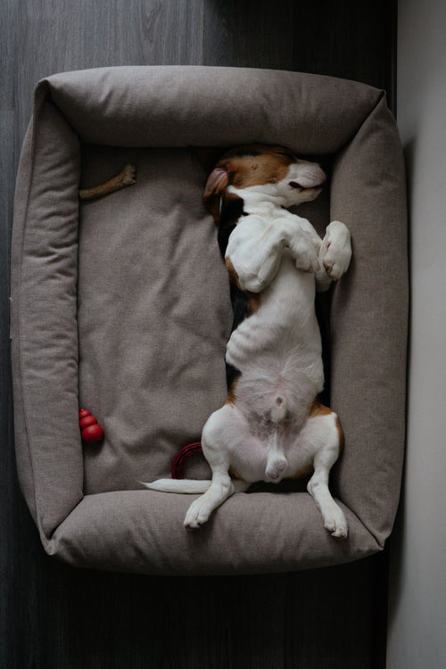 Cama premium minimalista para mascota